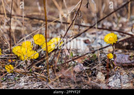 Die ersten wilden gelben Frühlingsblumen wachsen im trockenen Gras, natürliches Foto an einem sonnigen Tag. Tussilago farfarfara, allgemein bekannt als Coltsfoot Stockfoto