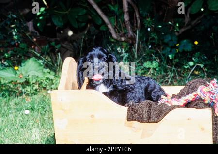 Schwarzer amerikanischer Cocker Spaniel Hündchen sitzt draußen in einem Holzkorb mit Decke und Spielzeug Stockfoto