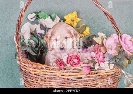 Amerikanischer Cocker Spaniel sitzt im Korb mit Blumen Stockfoto