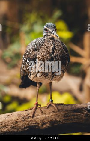 Sonnenbitterchen großer tropischer Vogel, schöne exotische Vogelfedern braunes Waldtier, Eurypyga helias, Natur Wildtiere kleine Schnabel orange Augen Stockfoto