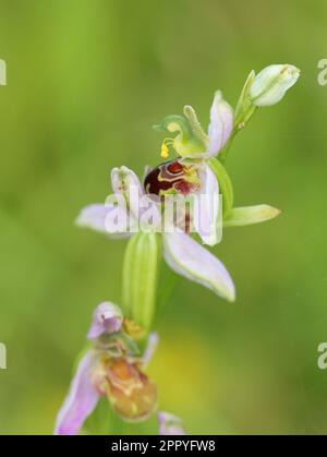 Die Bienenorchidee, Ophrys apifera, wächst wild in Norfolk Stockfoto