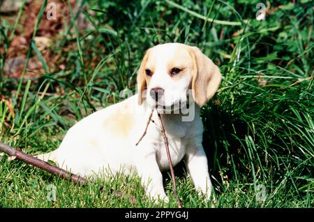 Beagle-Welpe kaut draußen im Garten auf einem Zweig Stockfoto