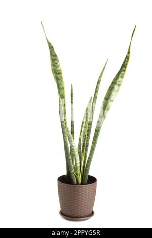 Dekorative Hauspflanze - Sansevieria cylindrica isoliert auf weiß. Draufsicht Stockfoto