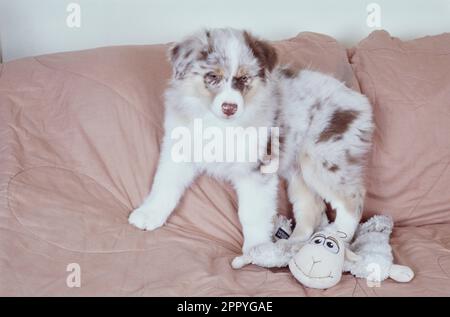 Der flauschige australische Schäferhund liegt auf einer rosa Decke Stockfoto