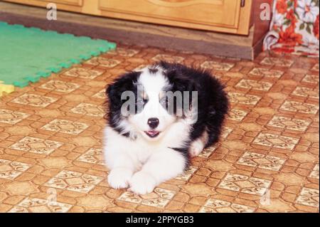 Australischer Schäferhund, der in der Küche auf dem Linoleumboden lag Stockfoto