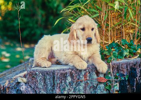 Goldenes Retriever Welpe, das draußen vor Pflanzen auf einem Baumstumpf liegt Stockfoto