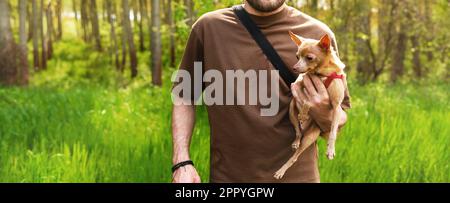 Ein männlicher Tierbesitzer hält seinen kleinen Schoßhund draußen im Park in der Hand. Stockfoto