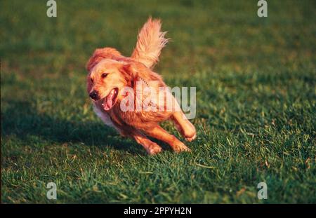Der Golden Retriever rennt schnell durch das Grasfeld draußen Stockfoto