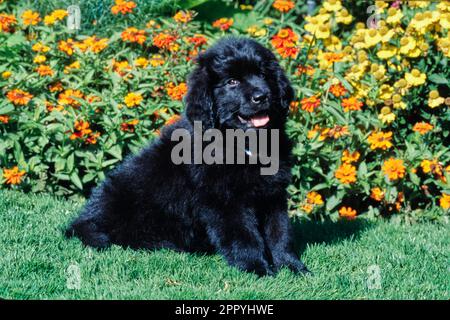 Schwarzer Welpe aus Neufundland sitzt draußen im Gras vor orangefarbenen und gelben Blumen Stockfoto