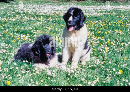 Zwei Neufundländer auf einem Feld voller weißer und gelber Blumen Stockfoto