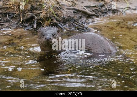 Eurasischer Otter (Lutra lutra) auf dem Fluss Tay, Perth, Perthshire, Schottland, Vereinigtes Königreich. Stockfoto