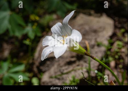Wild White Easter Lily (Lilium wallichianum), North Carolina, USA Stockfoto