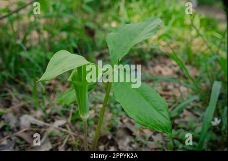 Wild Jack in the Pulpit (Arisaema triphyllum) auf dem Waldboden, North Carolina, USA Stockfoto