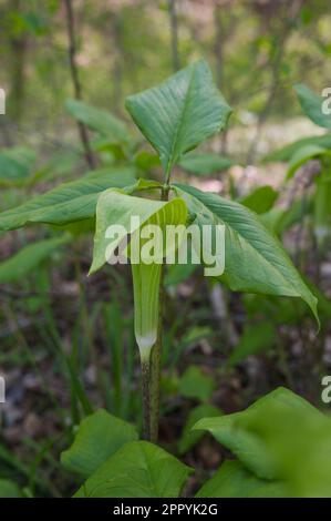 Wild Jack in the Pulpit (Arisaema triphyllum) auf dem Waldboden, North Carolina, USA Stockfoto