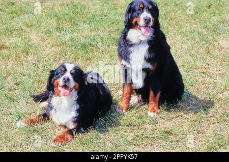 Zwei Berner Berghunde im Feld zusammen Stockfoto