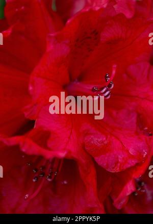 Nahaufnahme von leuchtend roten Rhododendron-Blumen. Stockfoto