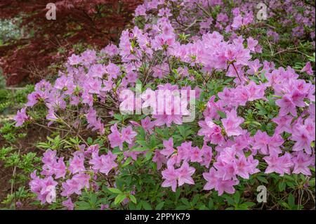 Pink Azalea, Sarah P. Duke Gardens, Duke University, Durham, North Carolina, USA Stockfoto