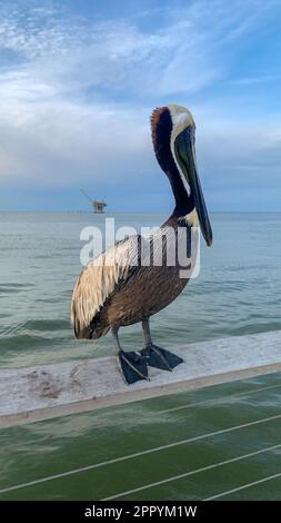 Pelican und Great Blue Heron konkurrieren am Fort Morgan Pier um Essen Stockfoto