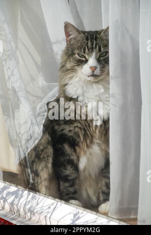 Eine ältere, langhaarige silberne Tabby-Katze, die durch ein Fenster mit Netzvorhängen schaut. Stockfoto