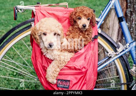 Kleine Pudelhündchen in einer Fahrradtasche Stockfoto