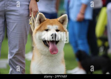 Akita inu Stockfoto