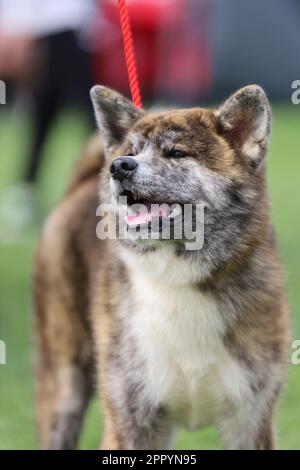 Japanische Akita Inu, ein wunderbarer Freund der Menschen Stockfoto