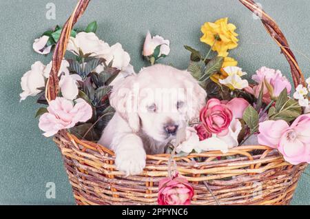 Amerikanischer Cocker Spaniel sitzt im Korb mit Blumen vor der grünen Wand Stockfoto