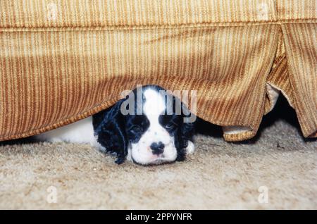 Kleiner amerikanischer Cocker Spaniel Welpe, der unter der braunen Couch liegt Stockfoto