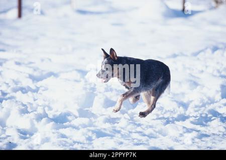 Australischer Rinderhund, der an kalten Wintertagen draußen durch Schnee rennt Stockfoto