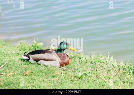 Wilde männliche Ente, Stockenten, die auf Gras in der Nähe des Sees sitzen, an hellem, sonnigen Tag Stockfoto