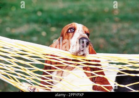 Basset Hound ruht in einer Hängematte draußen vor dem Gras Stockfoto