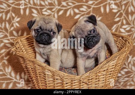 Zwei Puppenhündchen sitzen auf einem Rattanbett auf einer braunen Decke mit Blättern Stockfoto