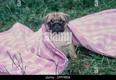 Das Hündchen ist in eine rosa und weiß karierte Decke mit Gras eingewickelt Stockfoto