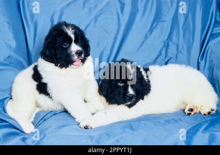 Zwei süße, flauschige Neufundland Welpen, die auf einer blauen Decke auf dem Sofa sitzen Stockfoto