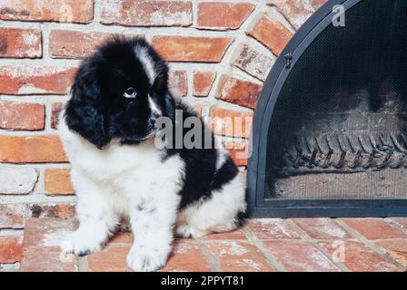 Süßer Welpe aus Neufundland, der auf einem Ziegelkamin sitzt Stockfoto