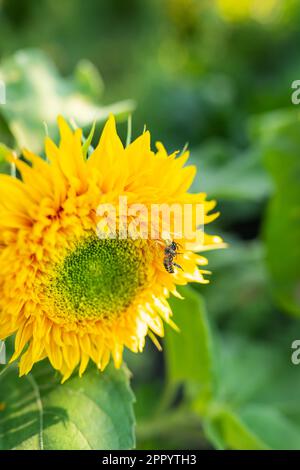 Eine gelbe Spinne hat ihre Beute gefangen und hält eine Wespe, die auf einer Sonnenblume in ihren Tentakeln sitzt. Makroaufnahmen, Nahaufnahme Stockfoto