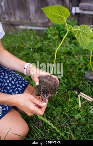 Junger grüner Papageienbaum. Blumenanbau durch einen Gärtner im industriellen Maßstab. Der Vorgang, bei dem der Baum aus dem Container extrahiert wird Stockfoto