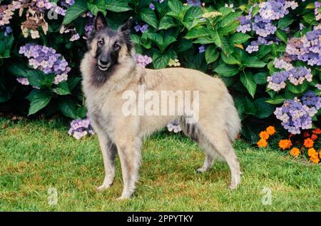 Belgischer Schäferhund, der im Gras vor Büschen mit lila und orangefarbenen Blumen steht Stockfoto