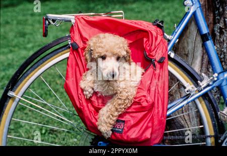 Mini Pudel Hündchen sitzt in einer Fahrradtasche Stockfoto