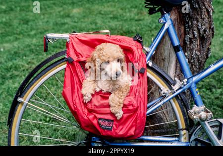 Mini Pudel Hündchen in roter Fahrradtasche Stockfoto