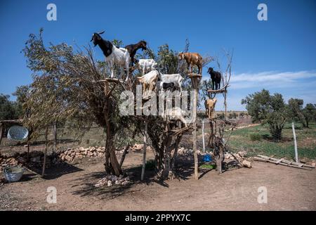 Ziegengruppe auf einem Baum neben der Straße von Marrakesch nach Essaouira. Entlang dieser Straße gibt es eine Reihe von Bäumen, die so angeordnet sind, dass die Ziegen auf sie klettern und ihre Besitzer Geld verdienen, indem sie Touristen sie fotografieren lassen. Stockfoto