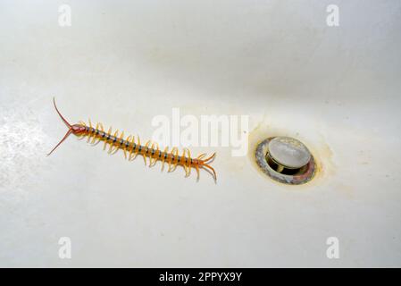 Der Arizona Giant Centipede, Scolopendra Heros, der aus dem Abfluss eines Waschbeckens gekrochen war und nicht entkommen konnte. Stockfoto