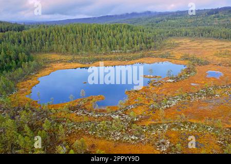 Luftaufnahme über den Teich im Moorland und Nadelwald / Taiga mit Herbstfarben / Herbstfarben in Dalarna, Zentralschweden, Skandinavien Stockfoto