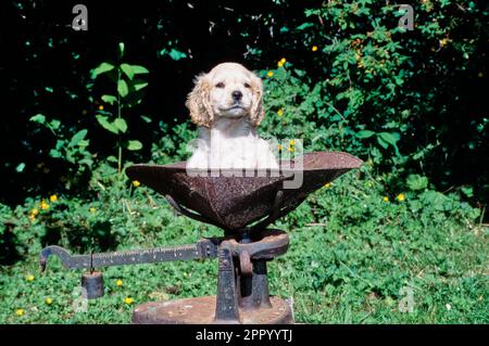 Amerikanischer Cocker Spaniel Welpe, der in alter Metallskala draußen im Garten in der Sonne sitzt Stockfoto