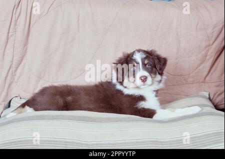 Australischer Schäferhund, der auf Decken in warmen Tönen liegt Stockfoto