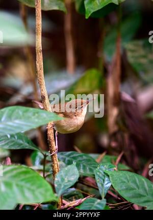 Halten Sie die Essenz von Keralas Vogelwelt, die reiche Artenvielfalt und beeindruckende Momente fest. Eine visuelle Reise durch die pulsierenden Vogelwunder in kerala Stockfoto