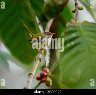 Halten Sie die Essenz von Keralas Vogelwelt, die reiche Artenvielfalt und beeindruckende Momente fest. Eine visuelle Reise durch die pulsierenden Vogelwunder in kerala Stockfoto