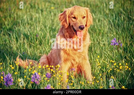 Wunderschöner goldener Retriever auf der Wiese mit gelben und violetten Blumen Stockfoto