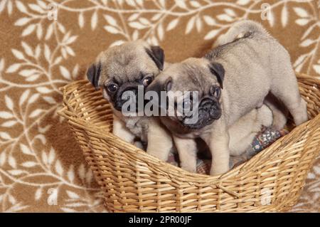 Zwei Puppenhündchen stehen im Rattan-Hundebett auf einer braunen Decke mit Blättern Stockfoto