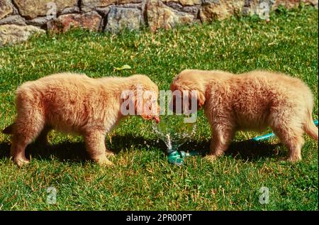 Zwei goldene Retriever Welpen stehen im Garten und trinken aus fließendem Wasserschlauch Stockfoto